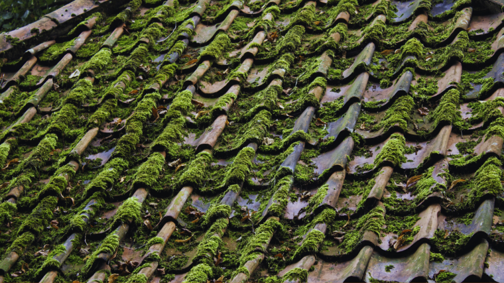 Roof Algae and lichen